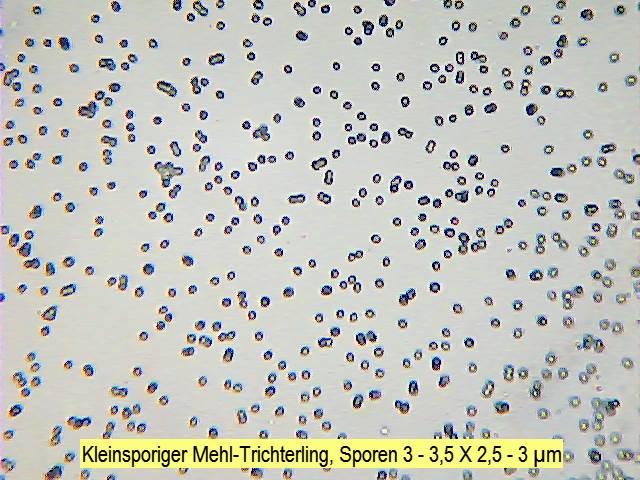 Sporen Kleinsporiger Mehl-Trichterling